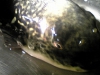 fugu