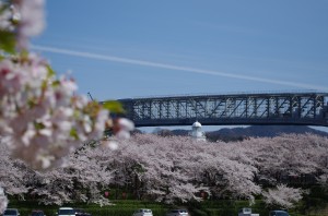 ピンクハライド