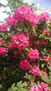 皆生から米子自動車道で約50分！！蒜山ジョイフルパーク♪