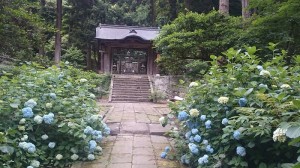 【6月のおすすめスポット】山陰のアジサイ寺-月照寺