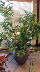 大好き～♥ 秋の味覚 ♪マロン♪