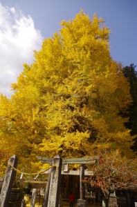 冬が～来る前に～♪