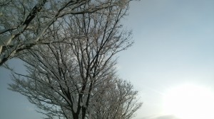 ピョンちゃん？オリンピック