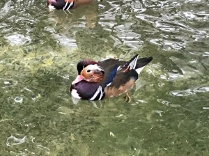 雨や雪でも安心の観光！！松江フォーゲルパーク☆