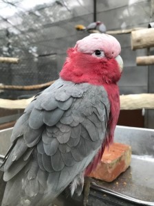 インコ