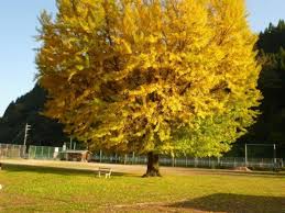 ❁今年も観てきました❁