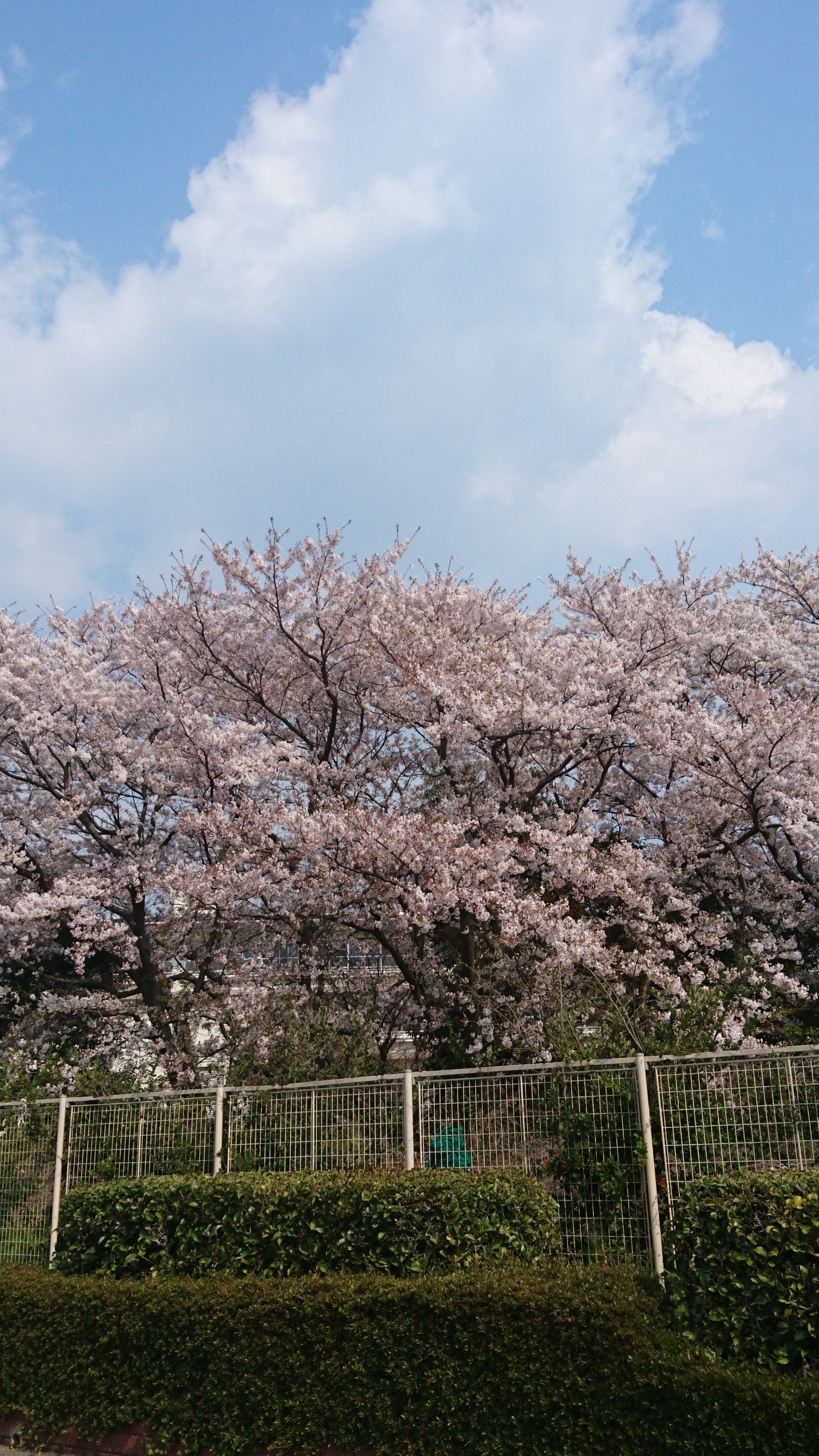 外出自粛中　おうちでのんびり過ごしましょうね