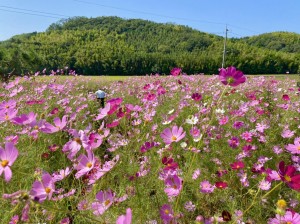 新宮用・秋桜 (2)