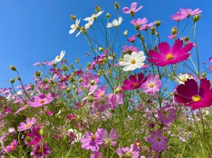 ❁ 秋模様・ドライブしたよ ❁