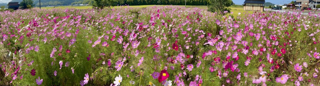 新宮用・秋桜 (4)