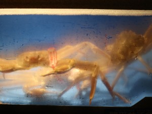 今年も松葉蟹のシーズンがやってきました！