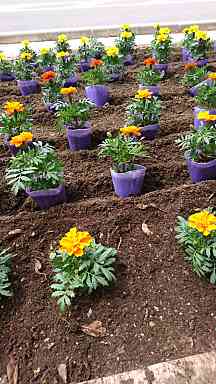 観光センターの花の植え替えをしてきました♪