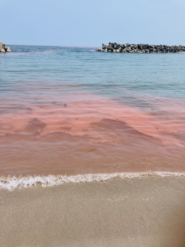 赤潮 赤潮の様子