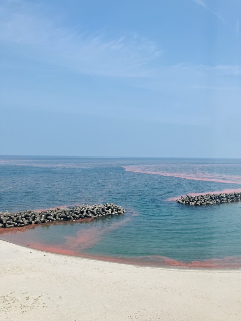 赤潮の様子 赤潮の様子(別アングル)
